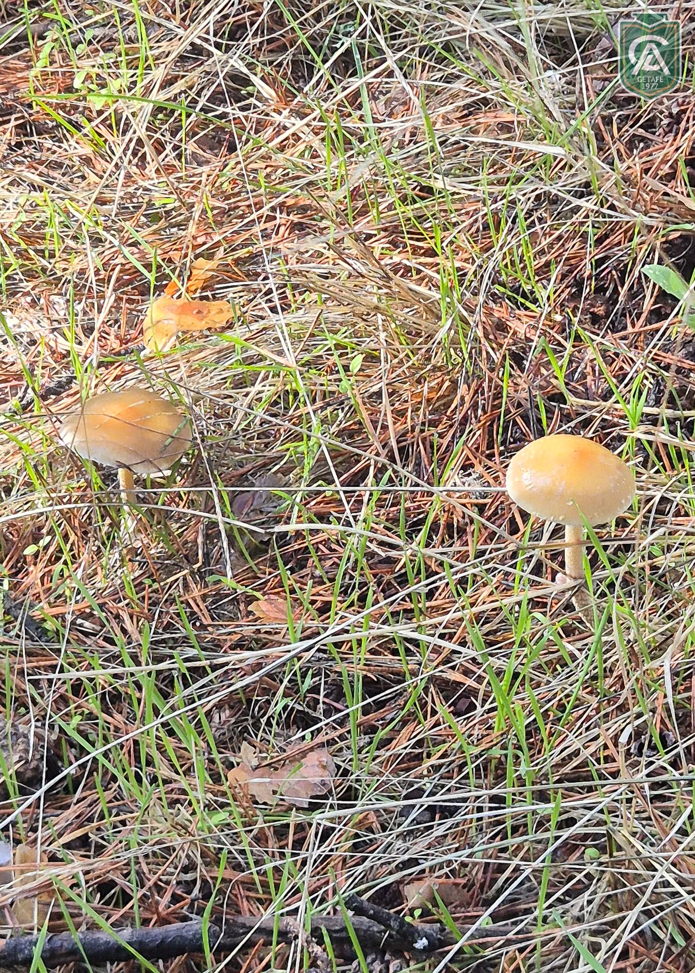 cercedilla-5-primaria-7